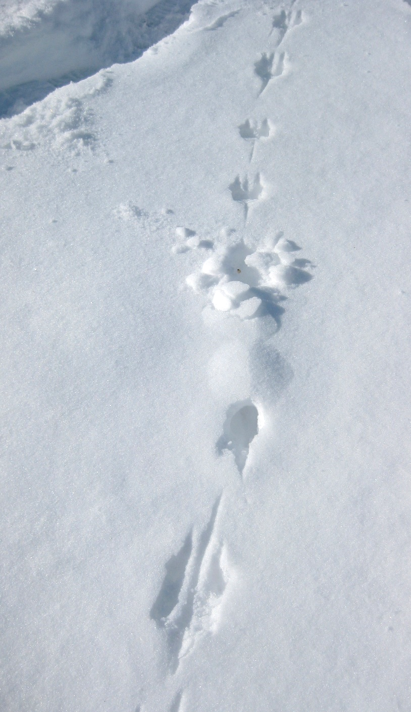 Meadow vole track, you can see where it tried to tunnel into the snow. 