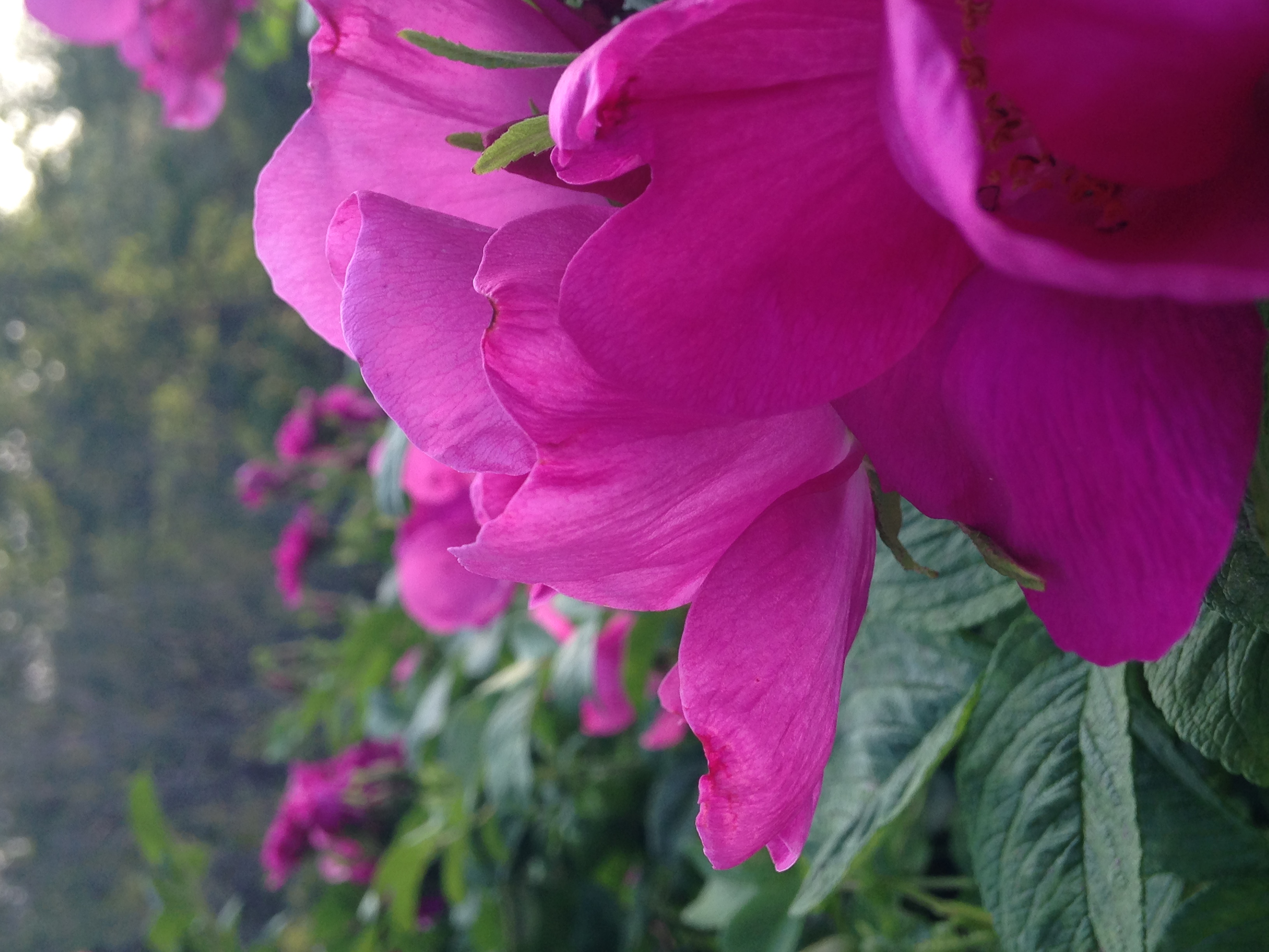 The end of June brings a full flush of blooms on the Rosa Rugosa hedgerow.