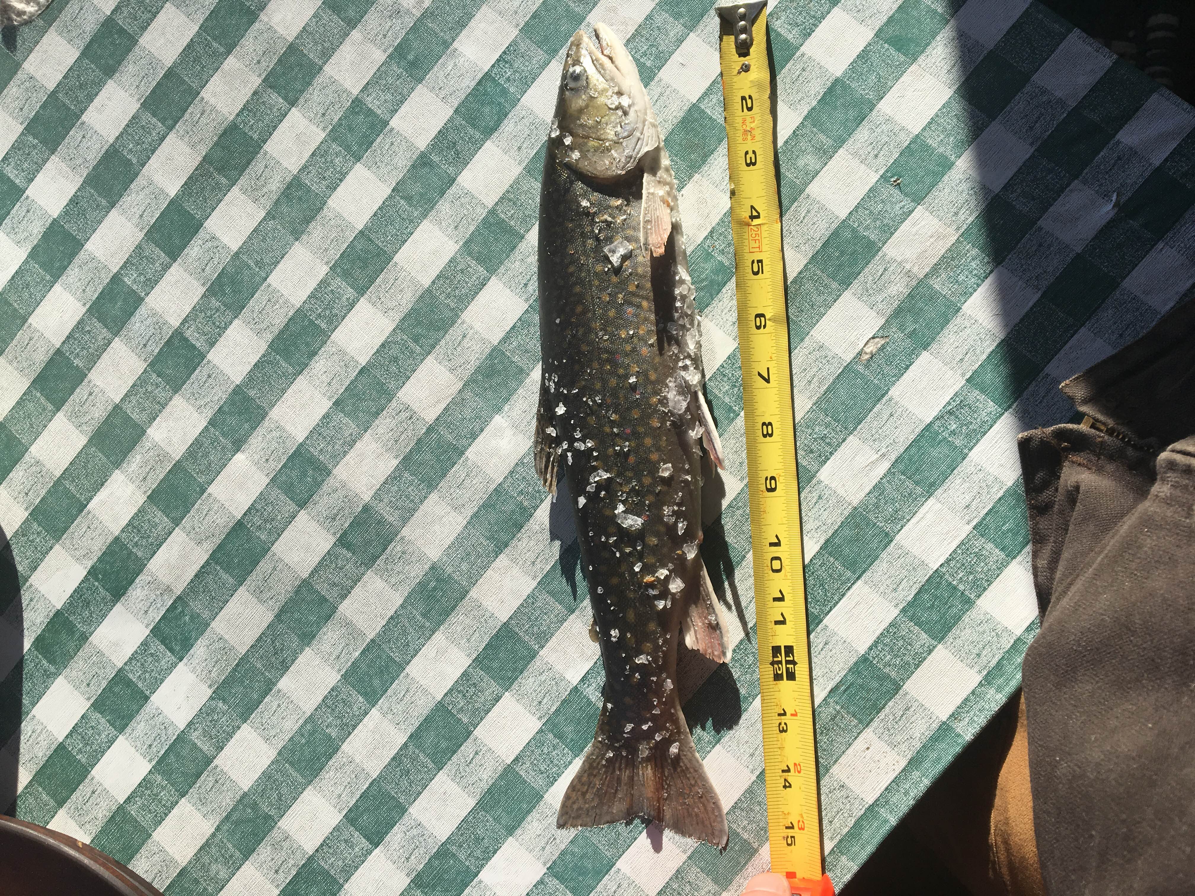 Nice native Brook Trout from the cove!