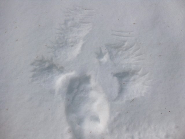 Ruffed grouse take off, with footprint on the inside of the right wing.