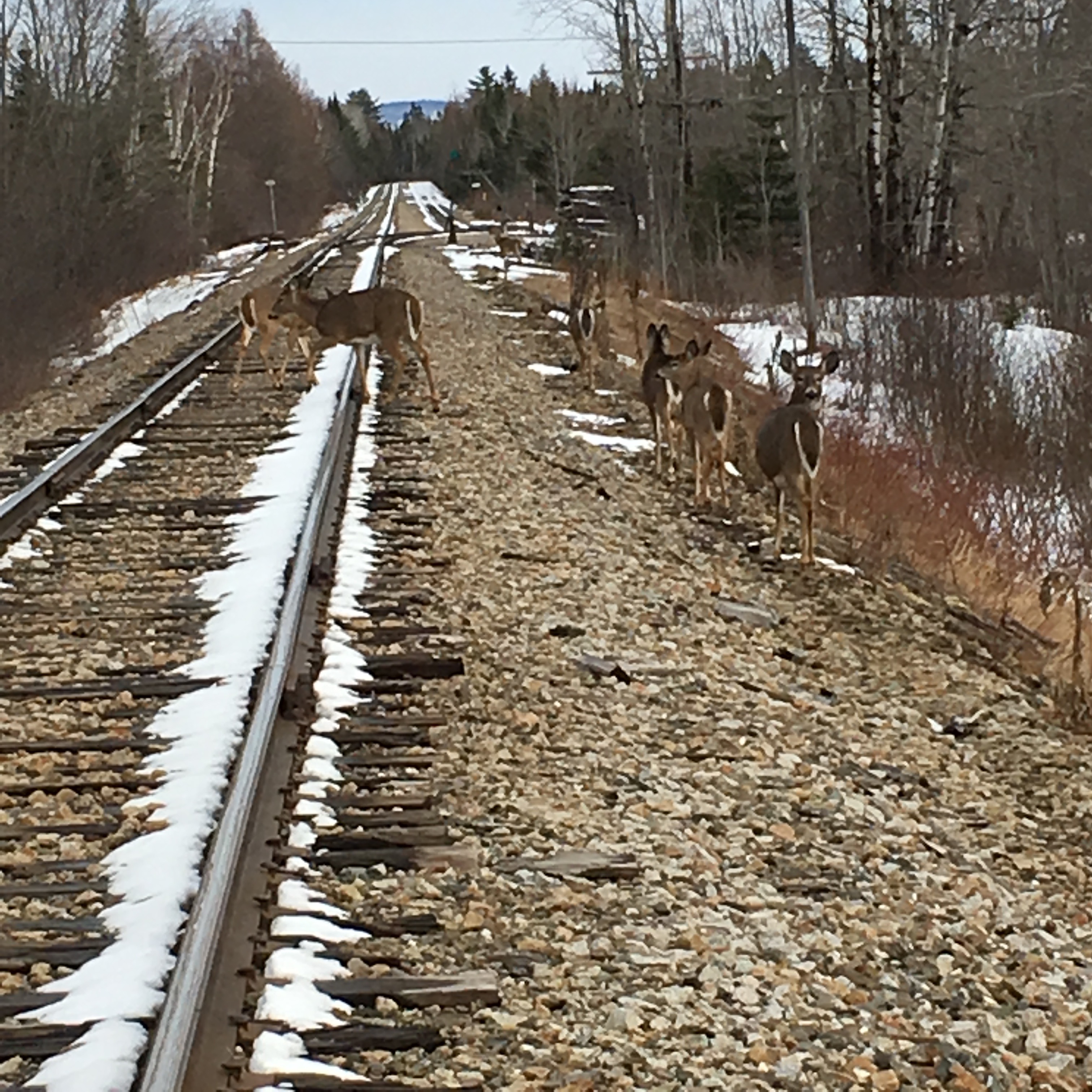 Deer on the tracks!