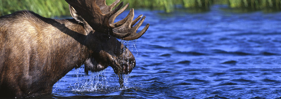 to Aroostook County, Maine Maine's Aroostook County