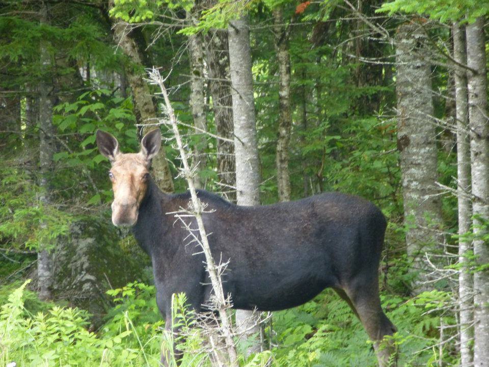 Moose Safaris Adventures with Twin Maple Outdoors