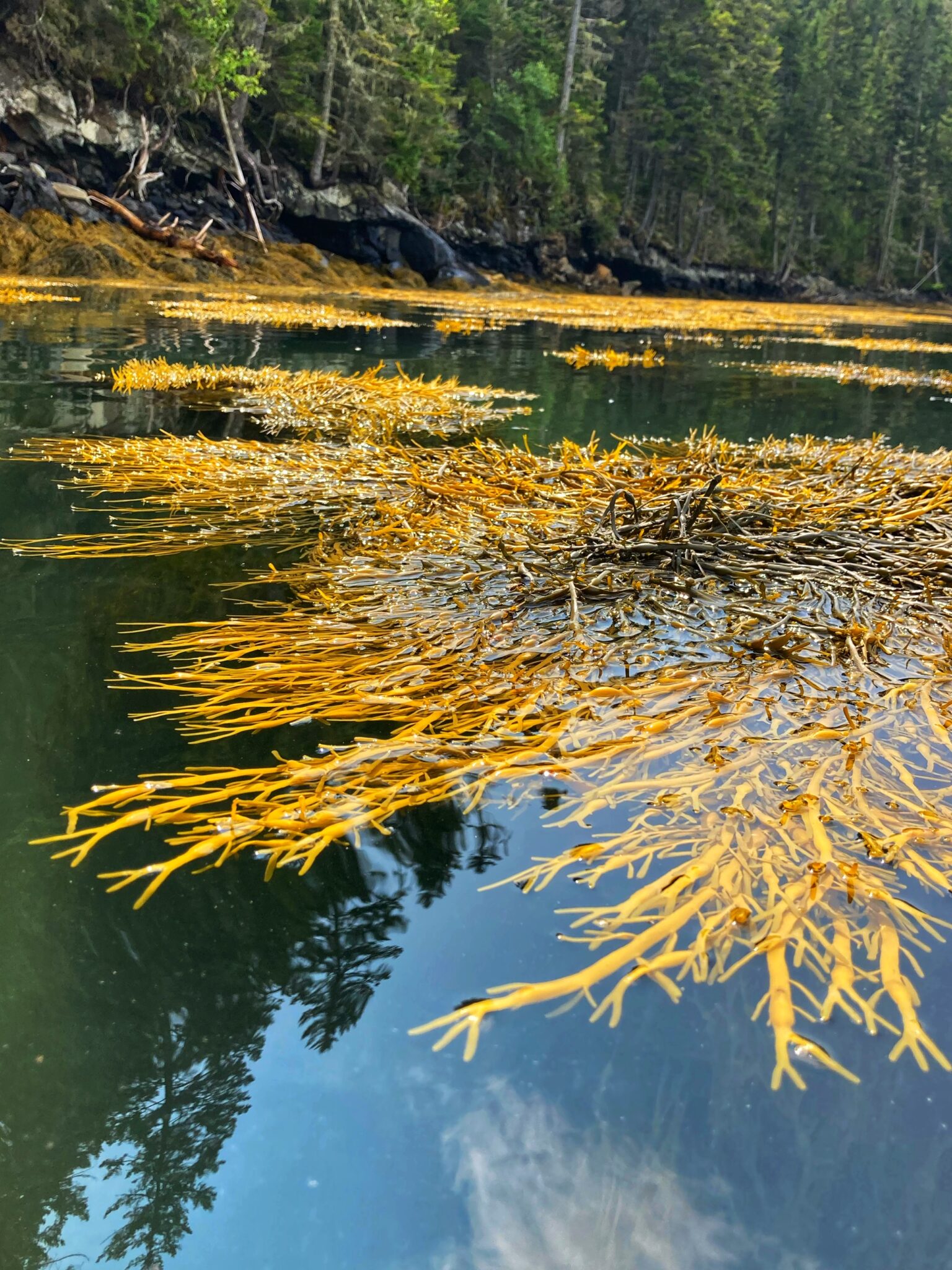 Adventures in Rockweed: Researching the Ecology of the Maine Coast