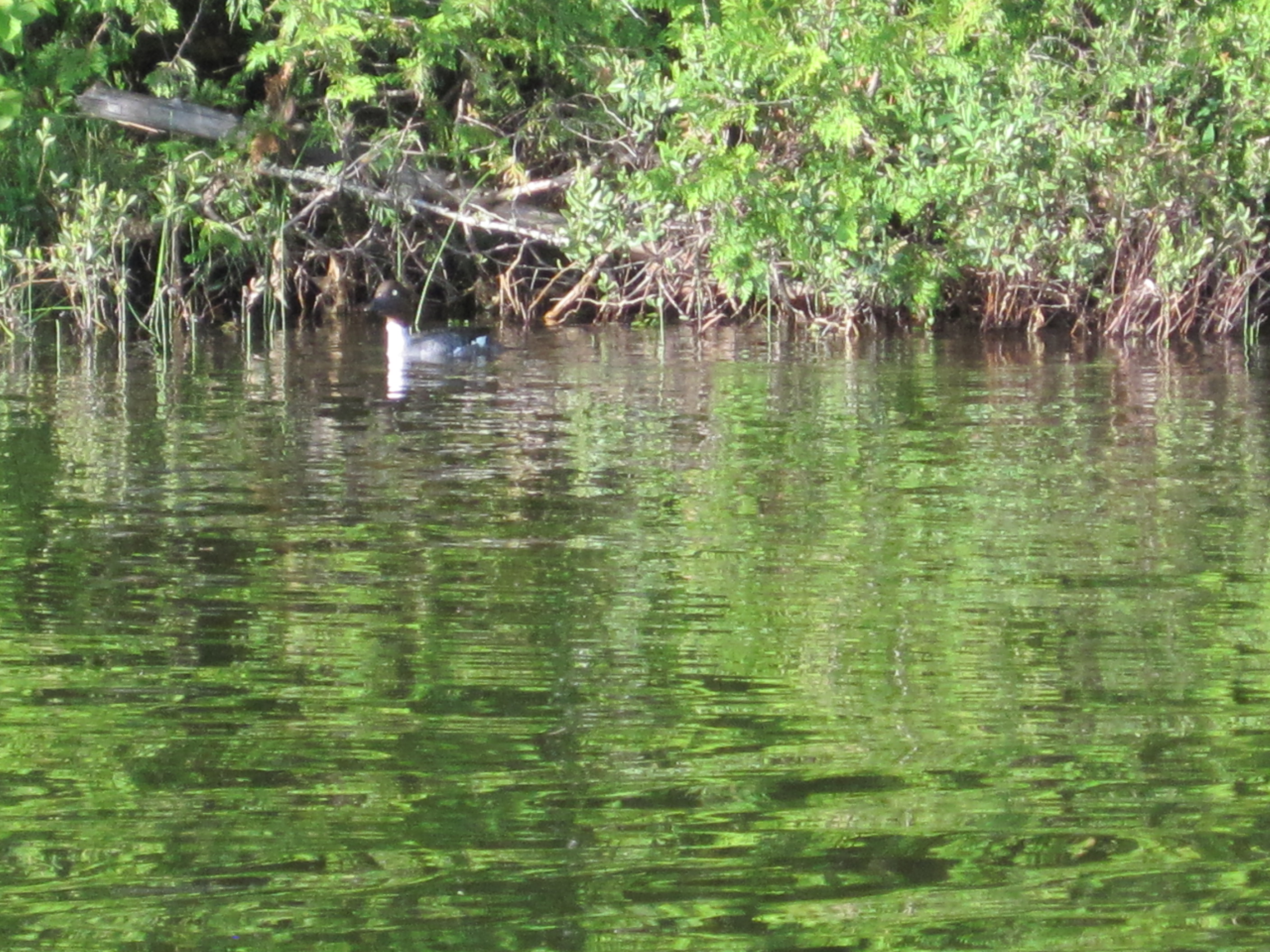 Common goldeneye hen and her ducklings.