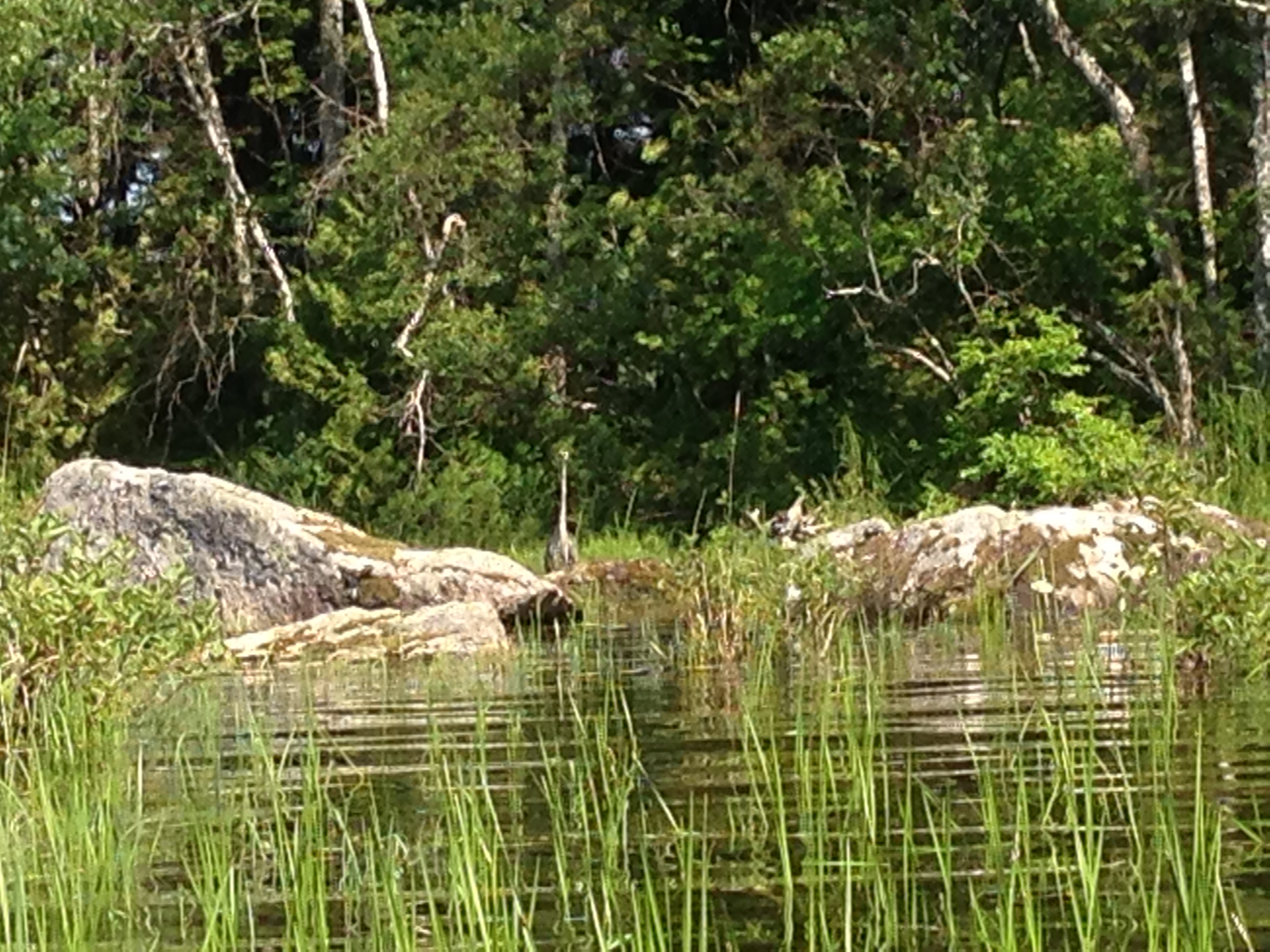 Heron
