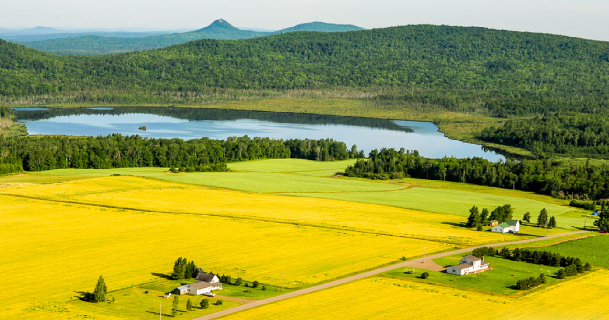 Farmers here plant rapeseed for the production of canola oil.