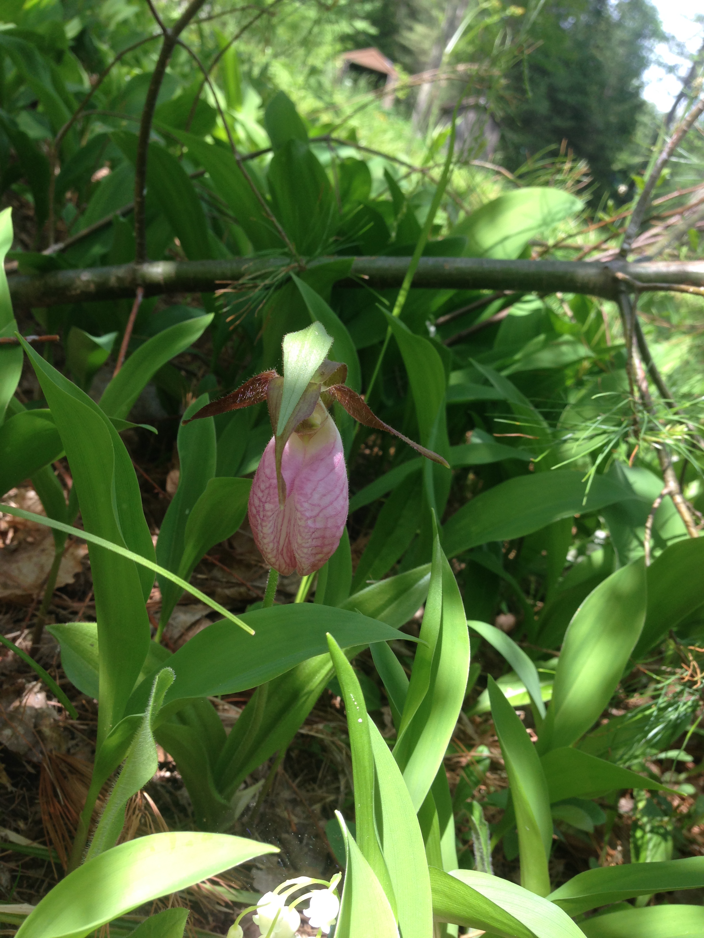 Delicate Lady slipper