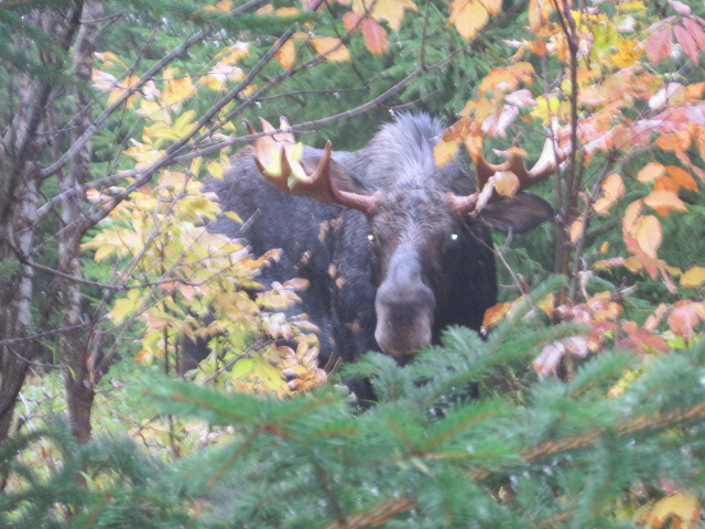 Fish River Lodge - Visit Maine