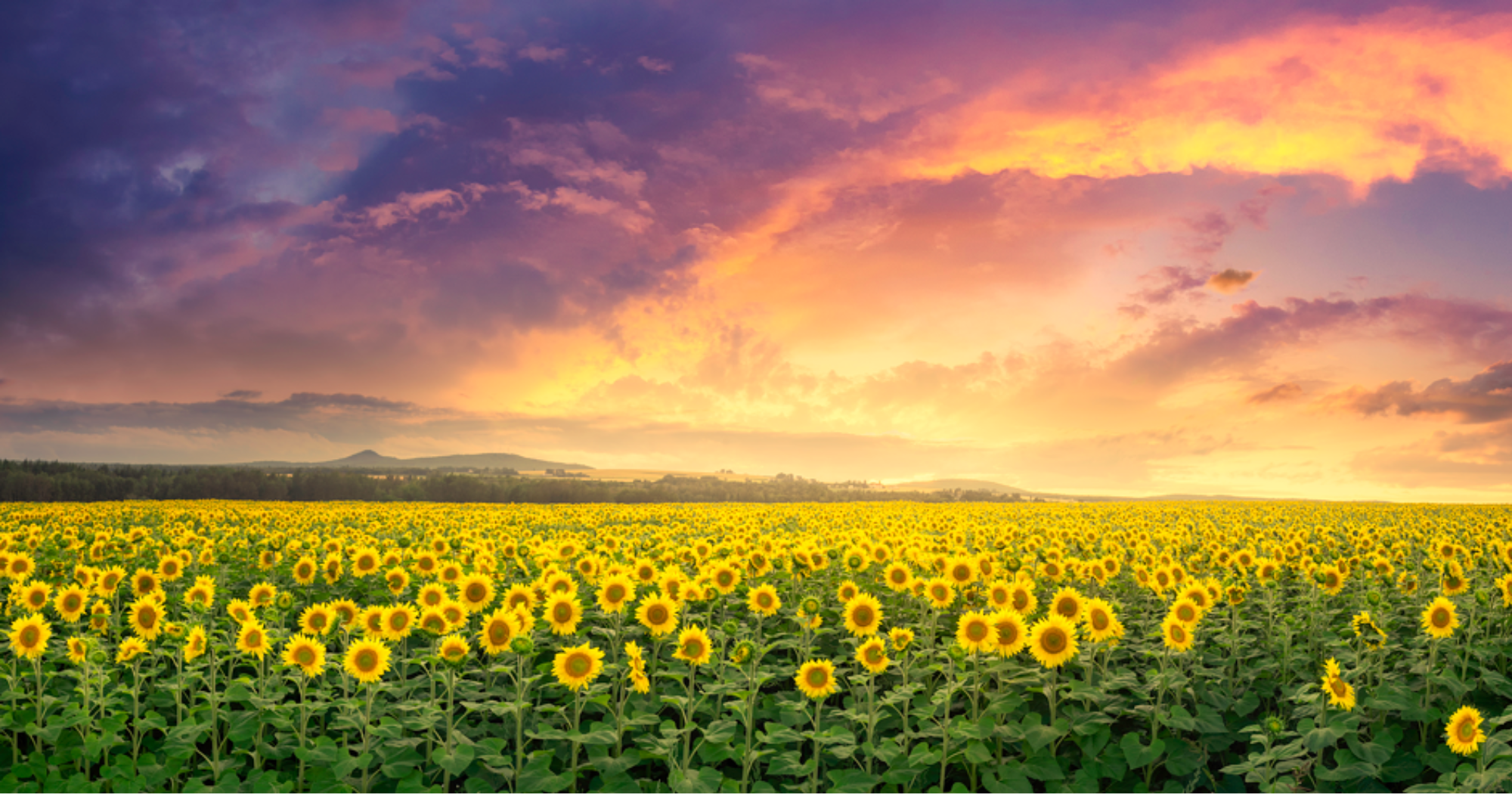 2022 Mapleton was the Sunflower Capitol of The County. Aroostook State Park is seen as the backdrop to this lovely photo.