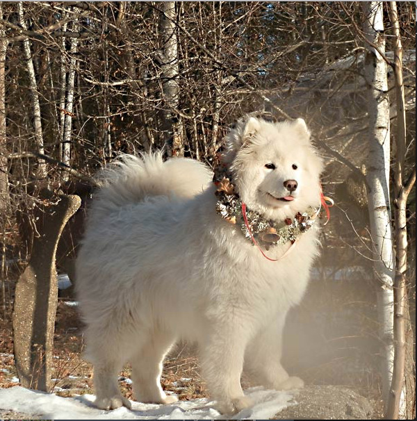 Valentine's Day Dog Walk