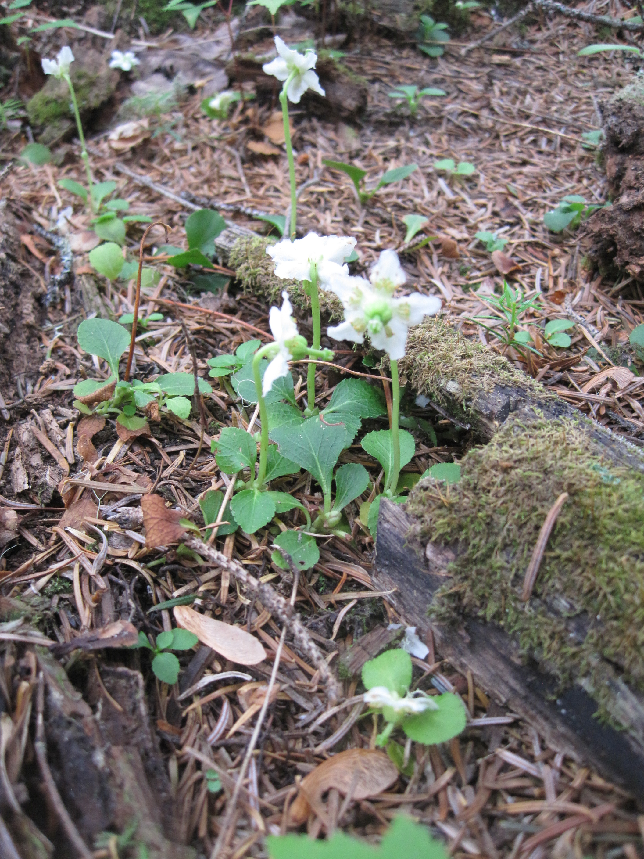 One flowered wintergreen.
