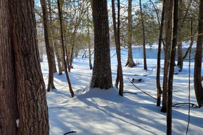 Snow and trees in Hirundo Wildlife Refuge