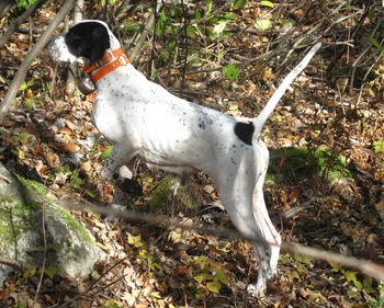 Need a Bird dog training clinic? We can help!