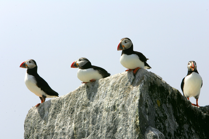 A group of Atlantic Puffins.