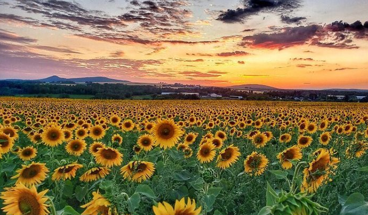 Picture of Sunflowers in Aroostook by Thewaynorth207