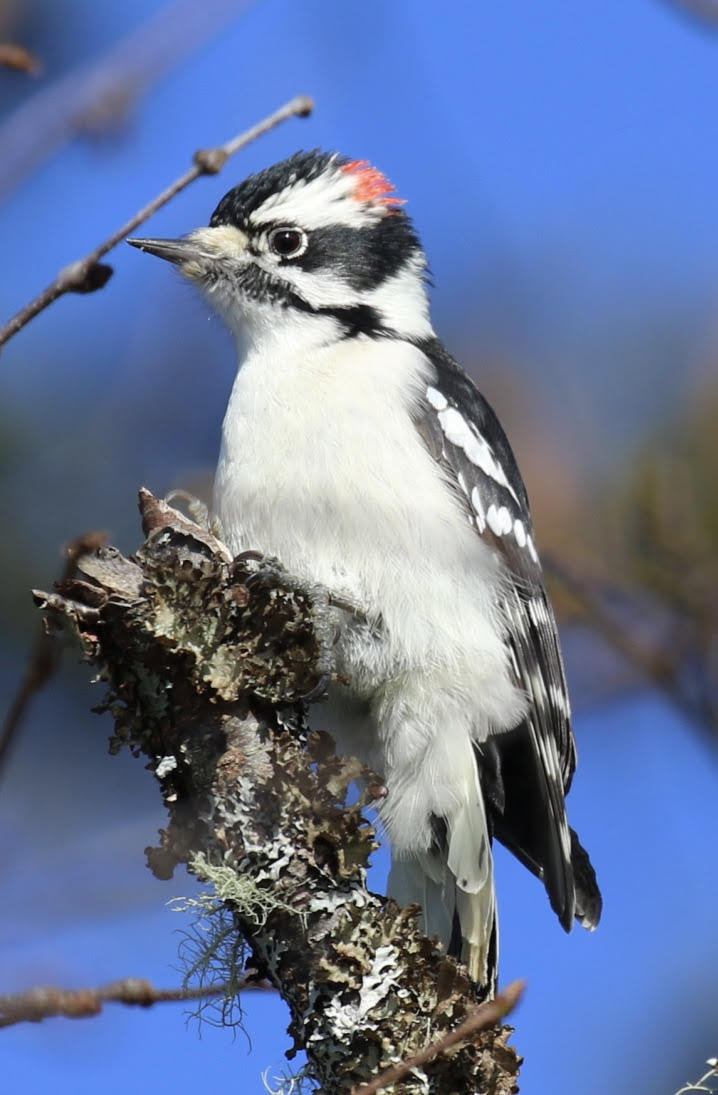 Brown Bag Discussion - First Bird Count: Looking at Schoodic’s Christmas Bird Count – January 16, 2020 @ 12 - 1 pm