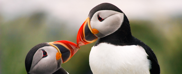 puffin tours maine