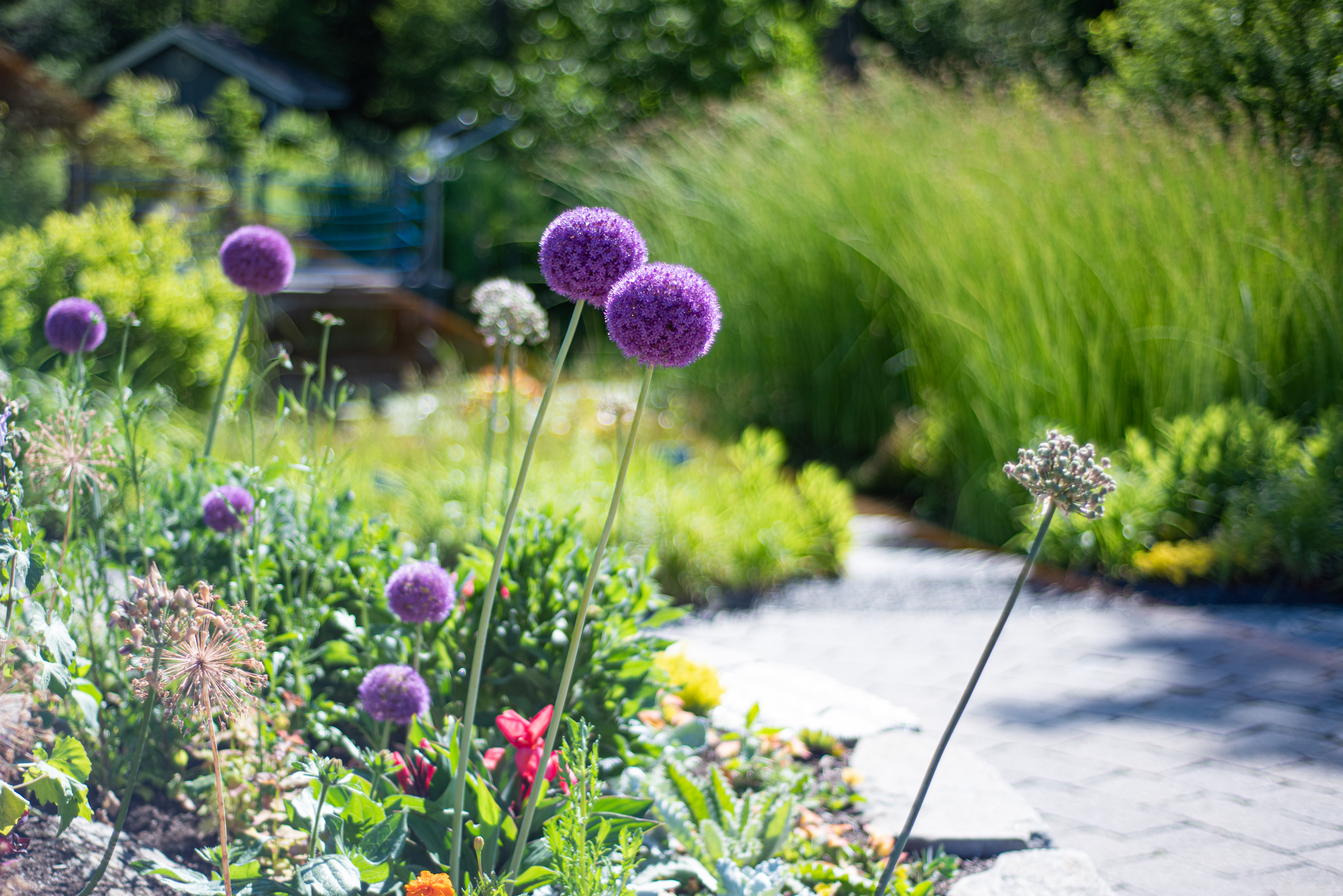 The purple ball-shaped flower of allium, or ornamental onion, in the Bibby and Harold Alfond Children's Garden