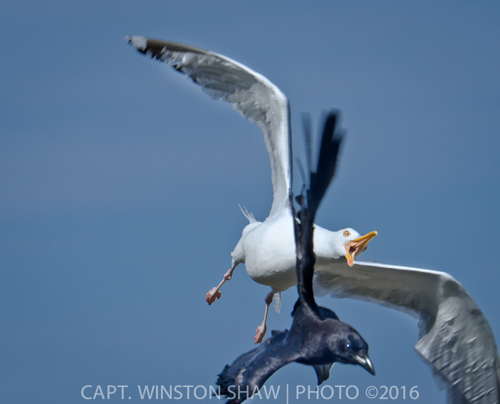 Gull Chasing Crow