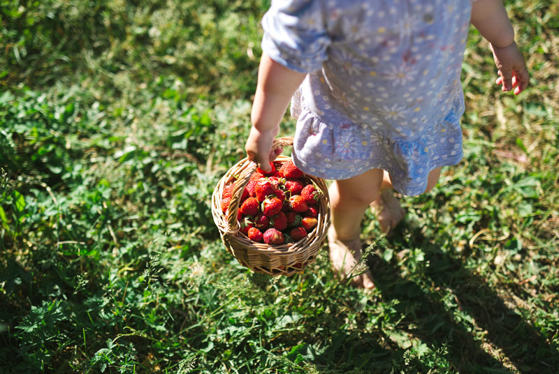 Picking fruits