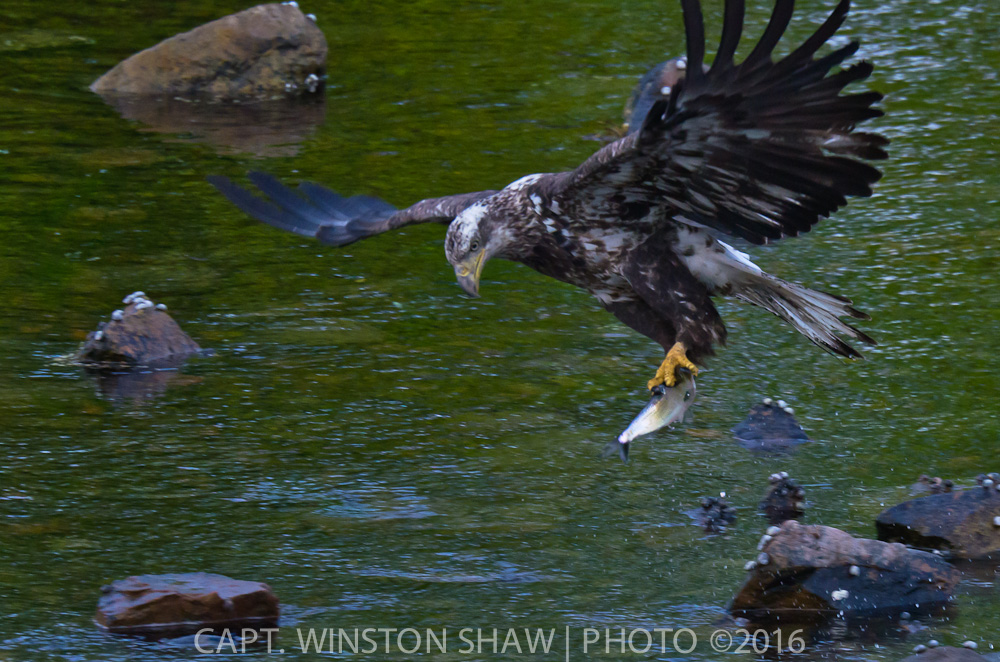 Subadult Bald Eagle With Fish