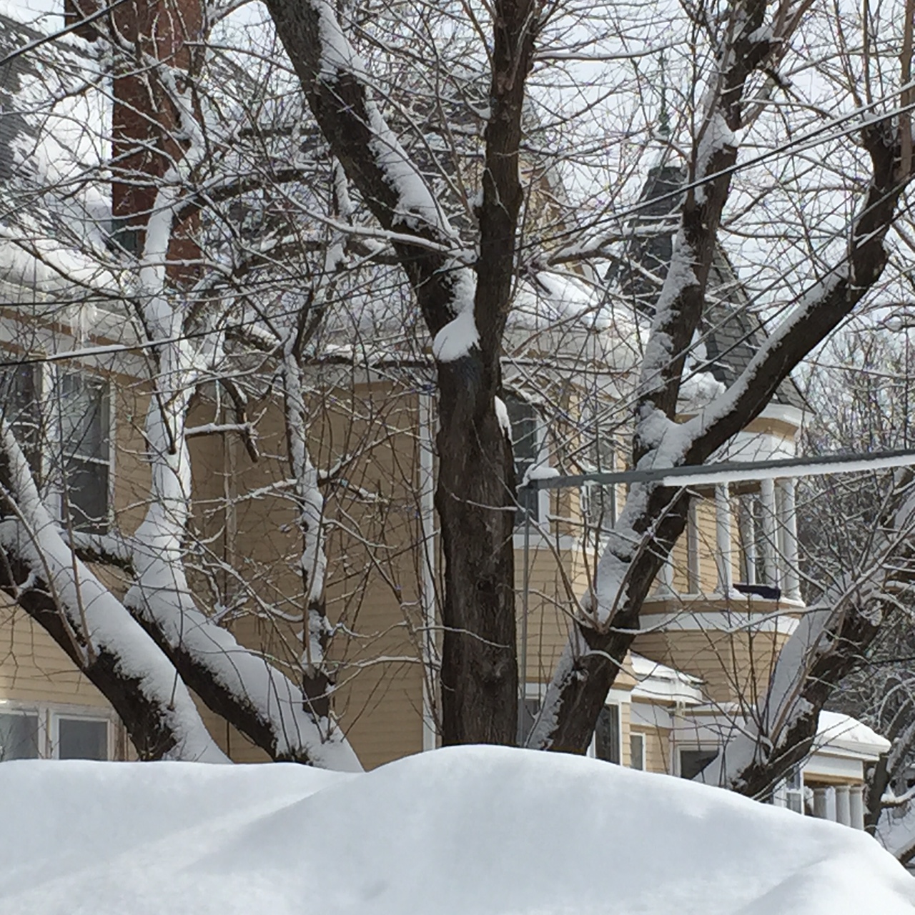 White Winter Magic