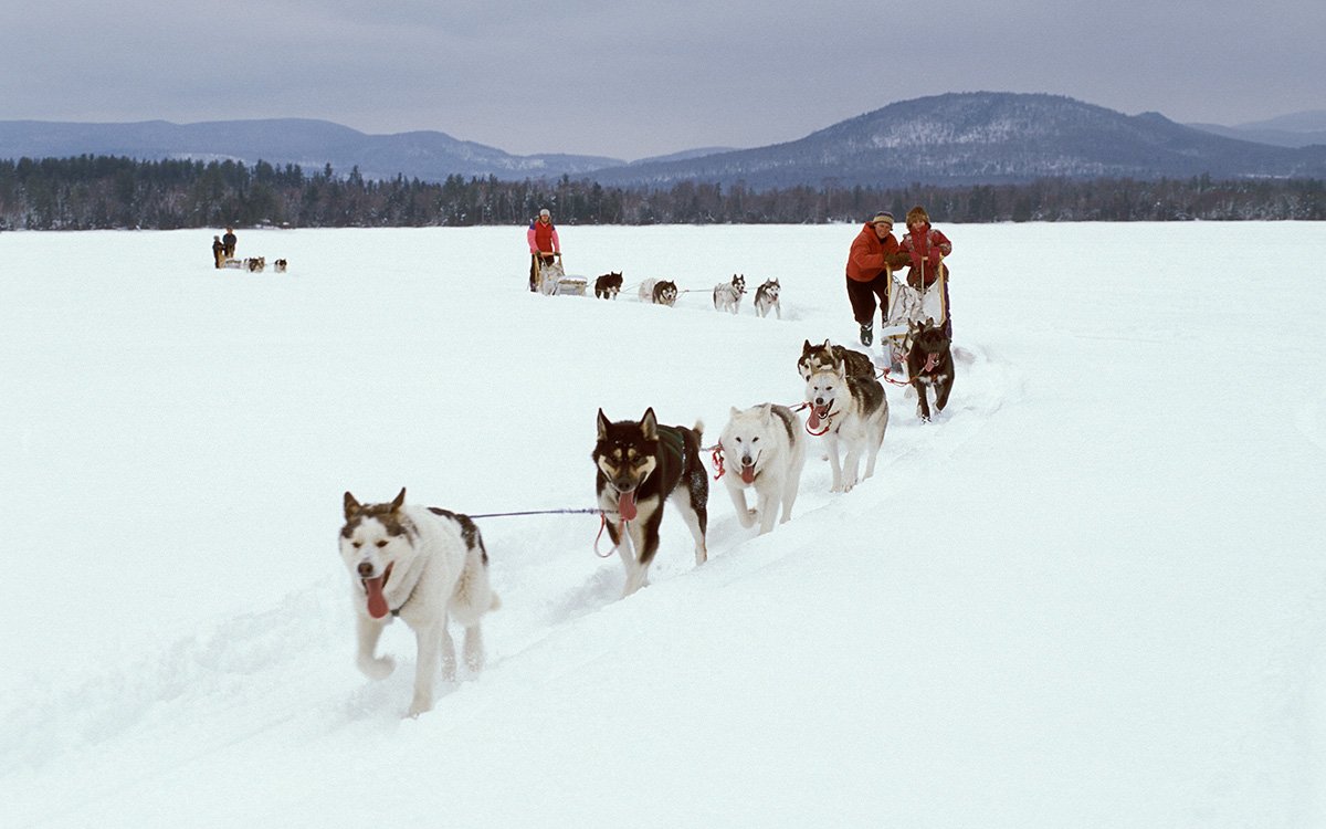 Dog Sledding Visit Maine