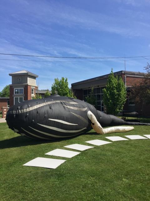 The Life of Istar, a Humpback Whale