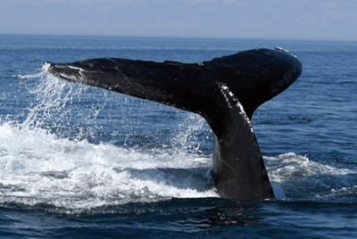 whale watching tour maine