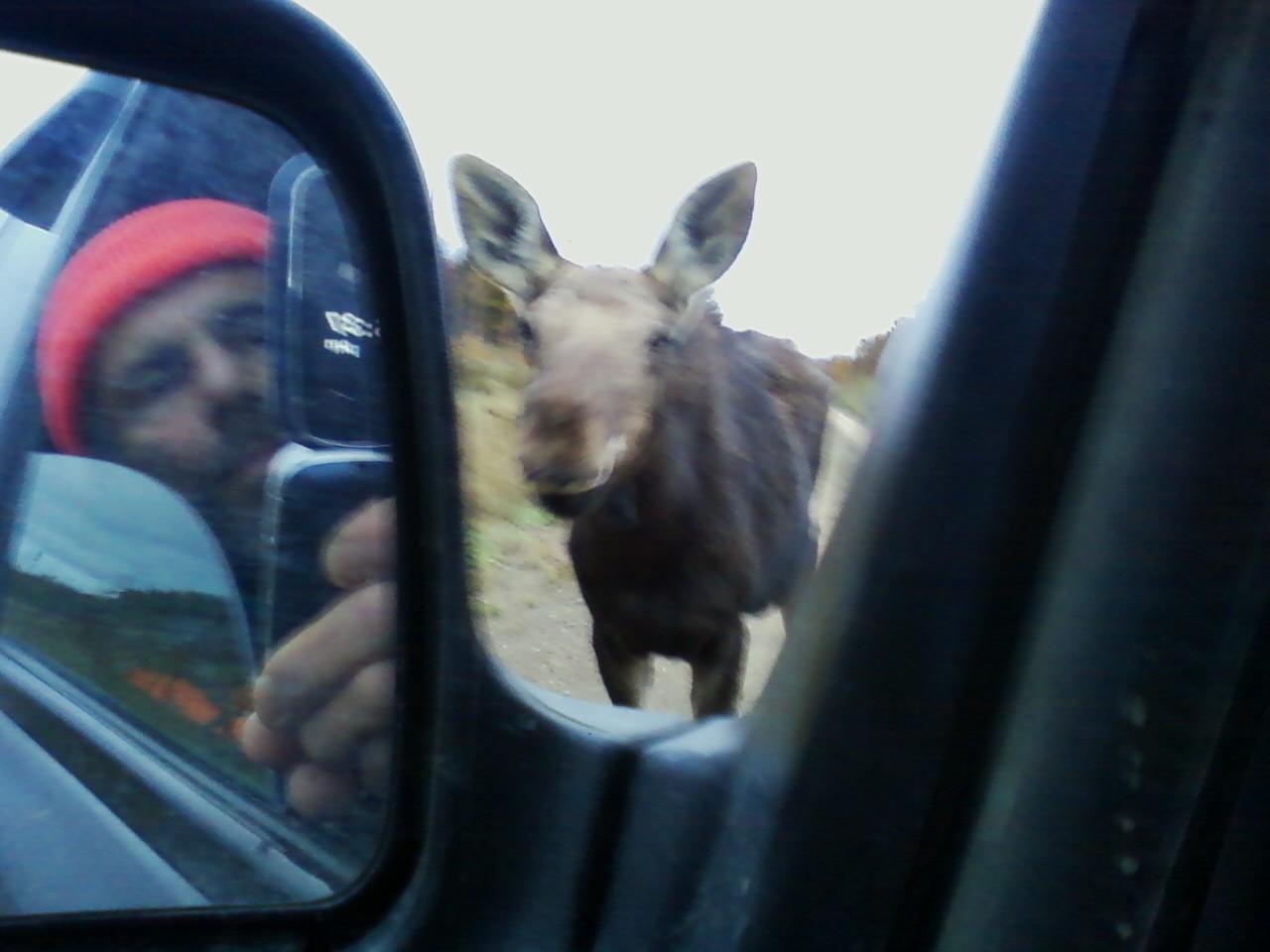 Curious calf moose.