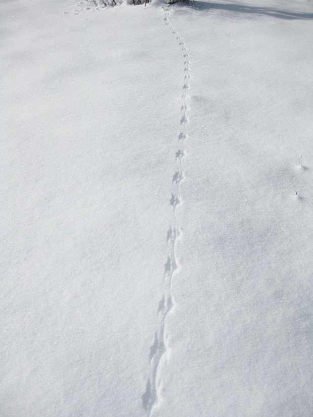 Red squirrel tracks in deep snow