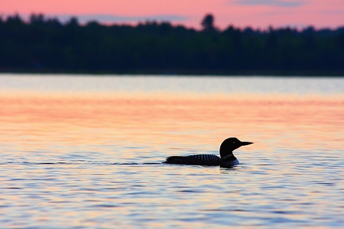 A Maine loon at sunset