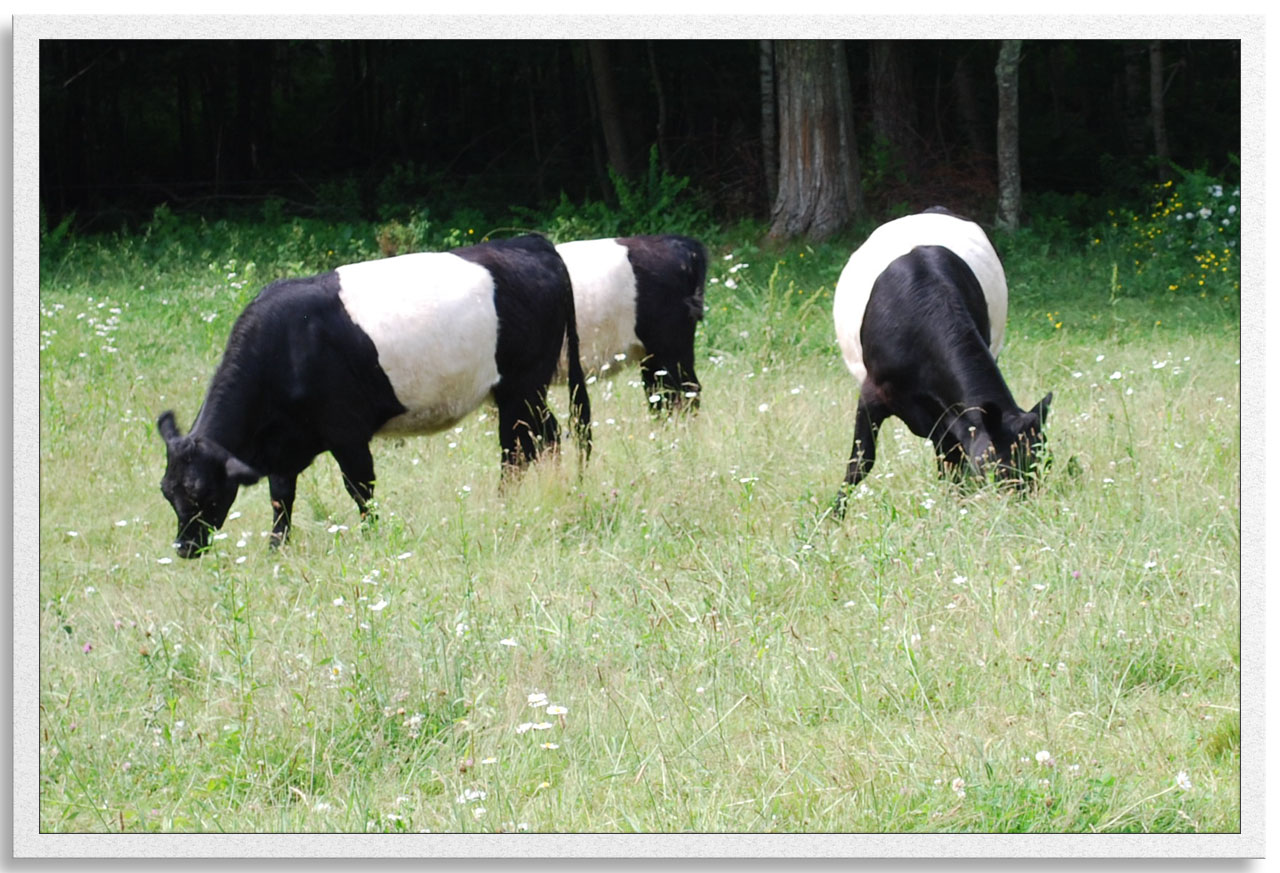 Savage Oakes Vineyard and Winery Visit Maine