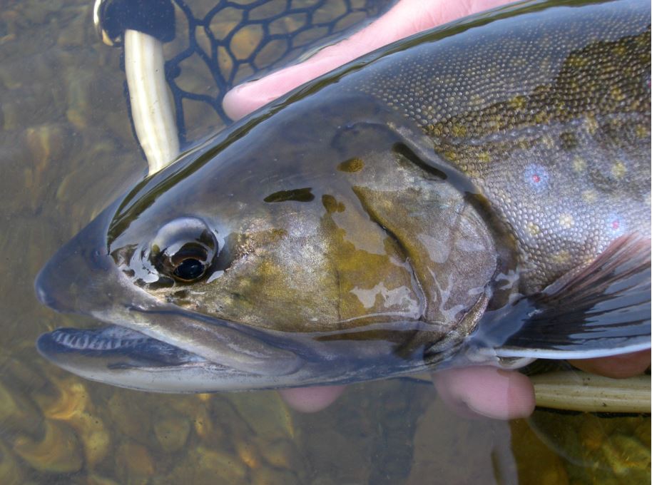 Anglers have the best opportunity to catch native brook trout in Maine’s Aroostook County