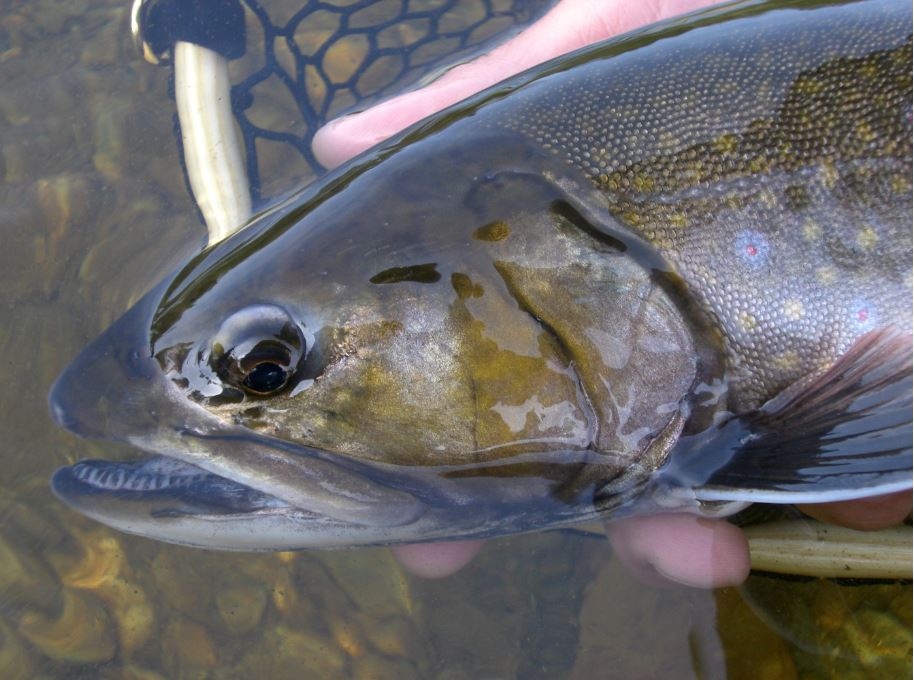 Maine Spring & Summer Brook Trout Fishing 