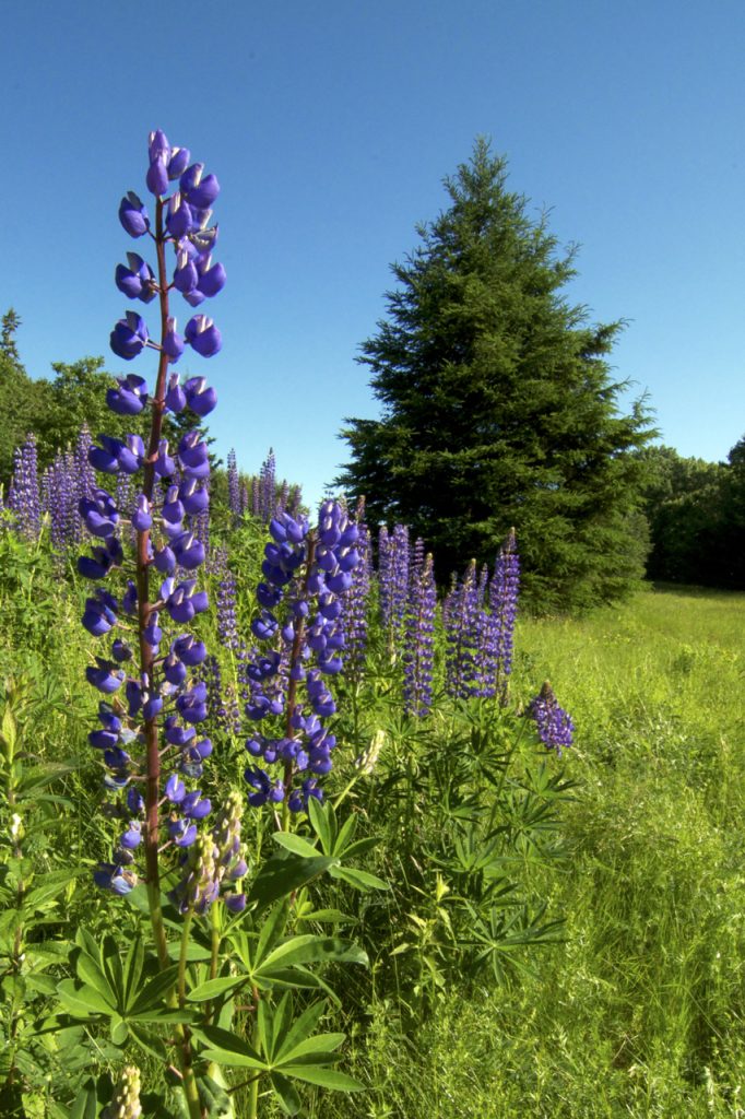 Nature Photography and Your DSLR Camera