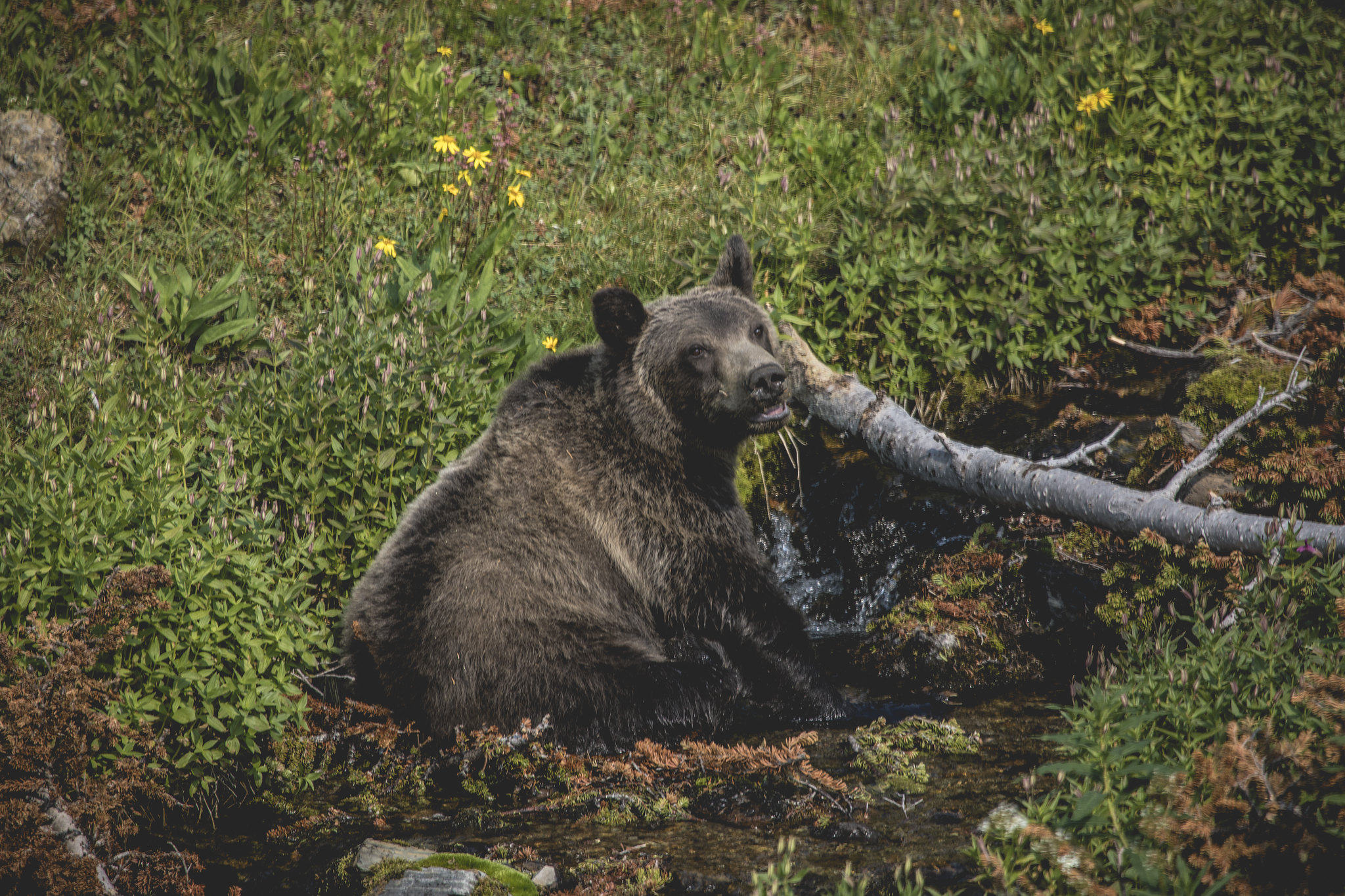 A grizzly bear sitting in a creek