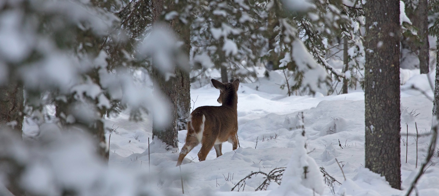 deer in the snow