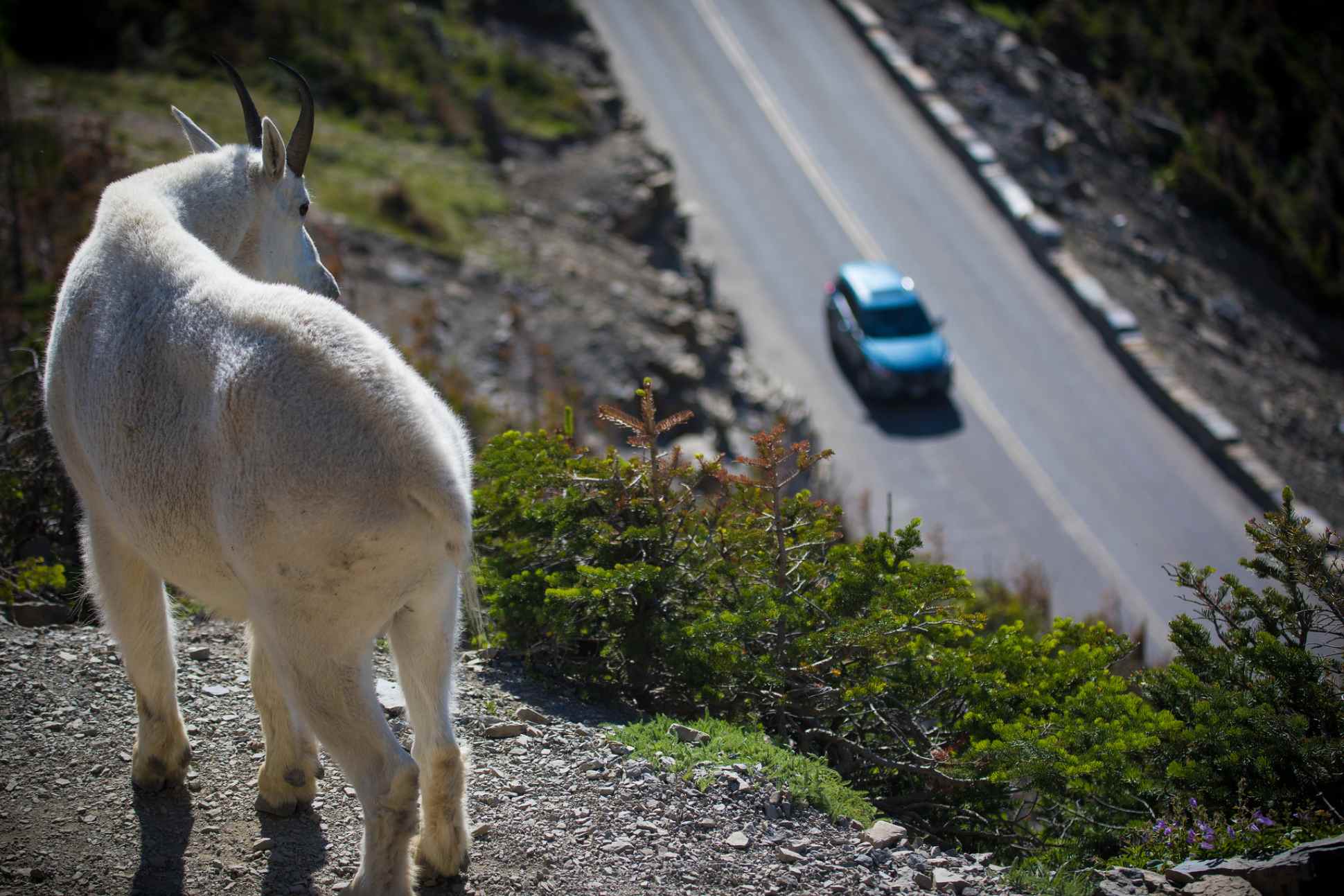 A goat overlooking Going-to-the-Sun Road