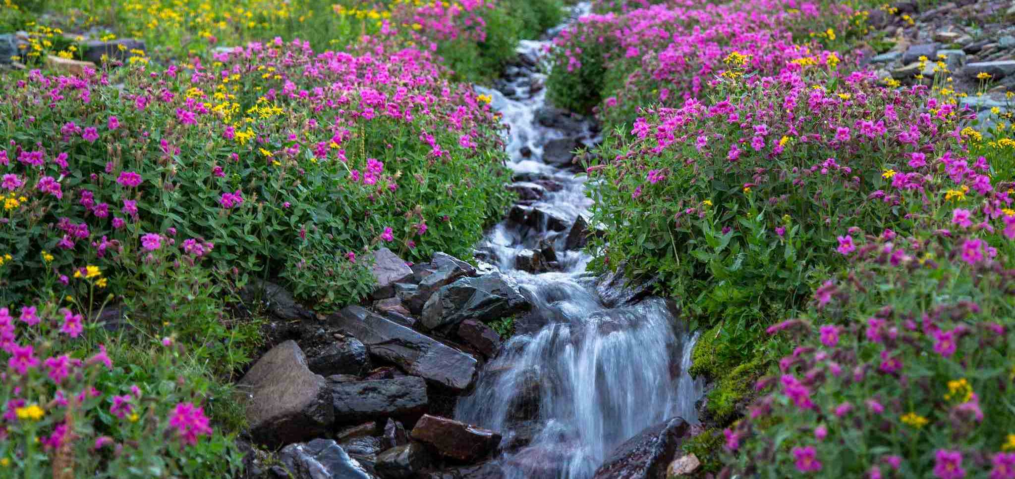 Purple flowers surround a small stream in Glacier Park