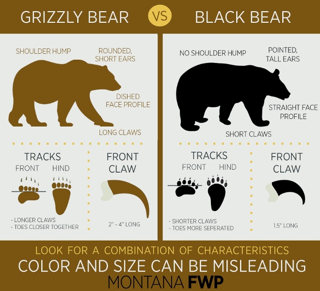Bear identification chart
