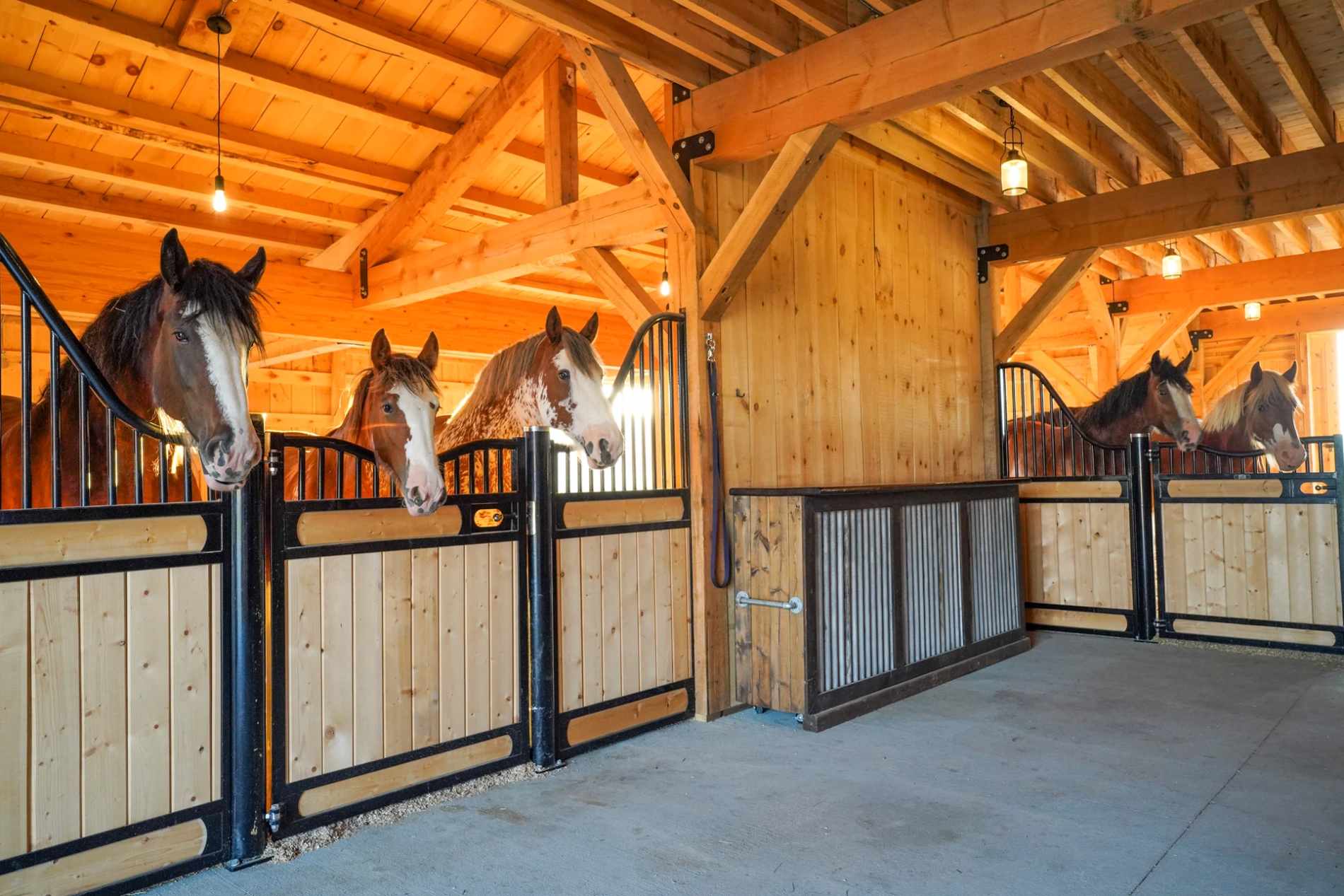 Clydesdale Ranch Barn Tour image