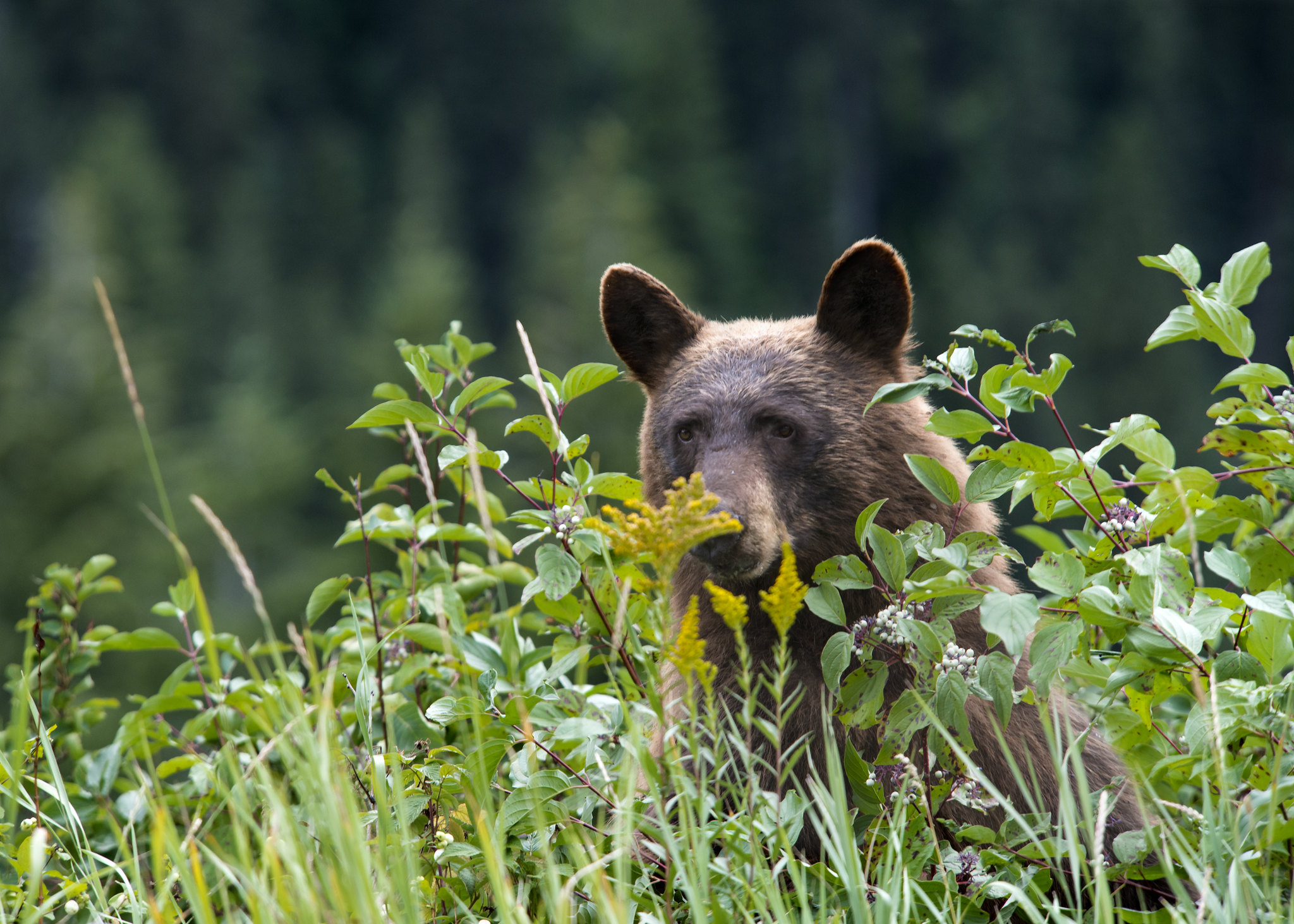 A bear looking through bushes