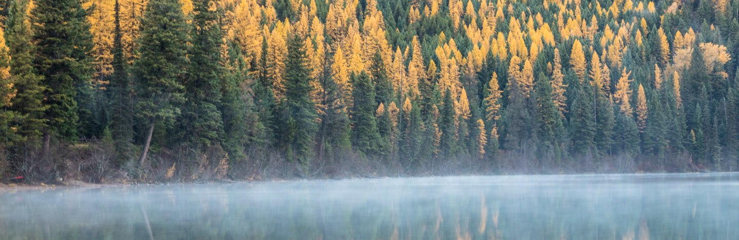 green trees and yellow larches across a lake