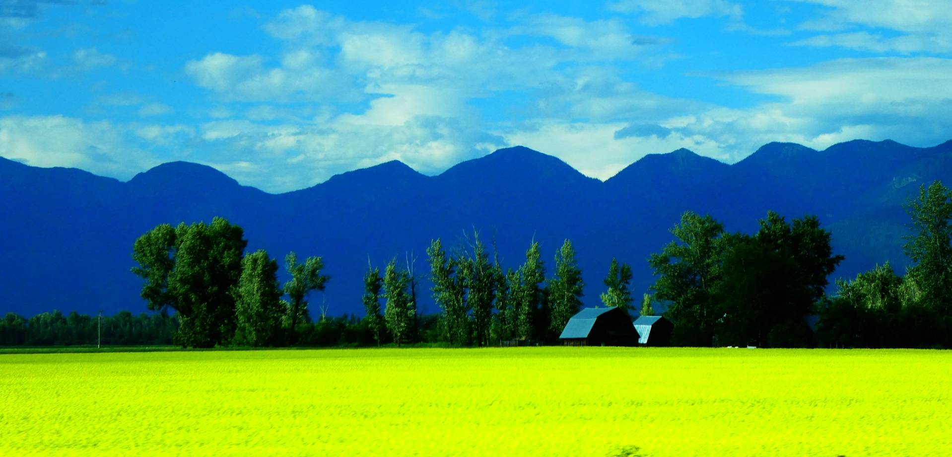 yellow canola fields in Bigfork Montana
