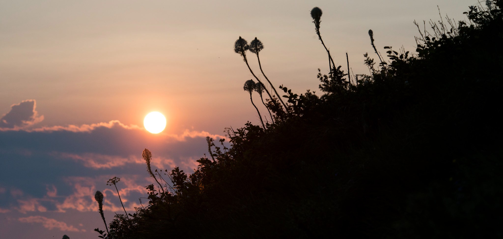 a smoky sunset with bear grass in the foreground
