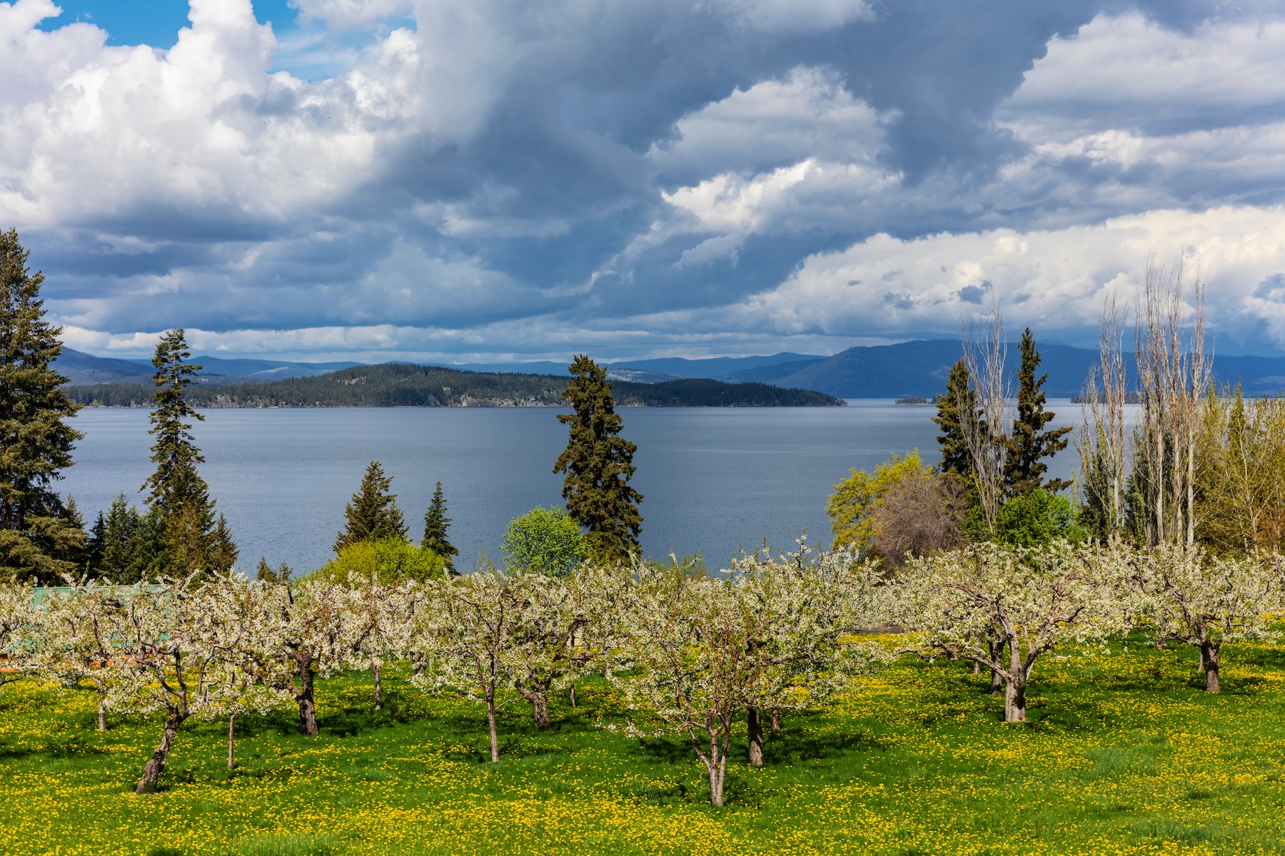 Cherry orchards grace the eastern shoreline of Flathead Lake.