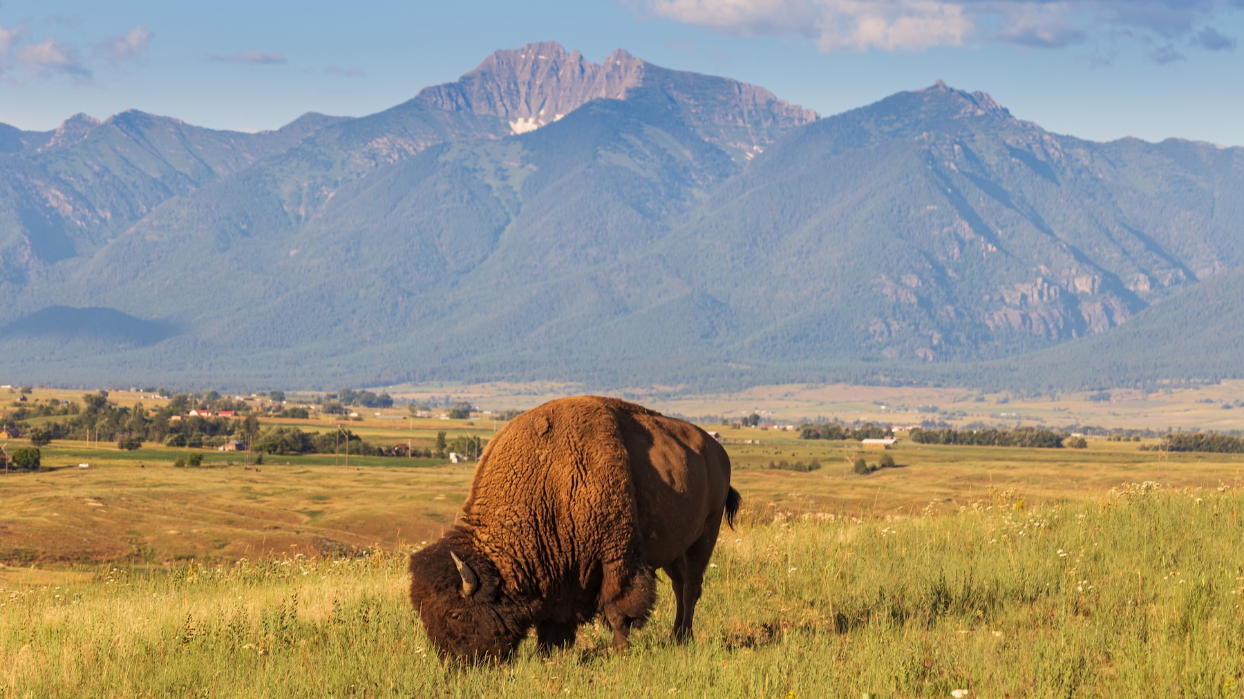 A day trip or side excursion when traveling to Whitefish, the National Bison Range offers an excellent wildlife viewing opportunity!