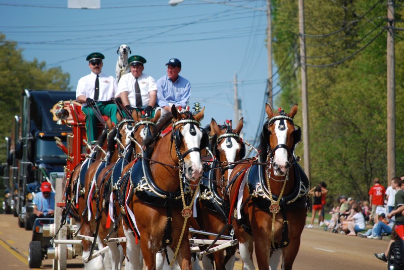 16+ World'S Largest Fish Fry